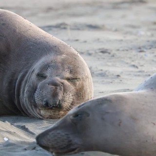 Elephant Seal Resting on Sandy Beach at Drakes Beach