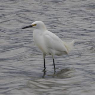 Majestic Egret at San Pablo Bay