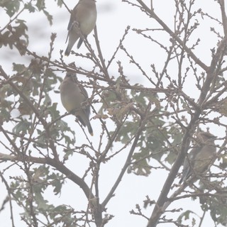 Cedar Waxwings Perched in Winter Tree Branches
