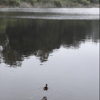 Ducks in Mountain Lake