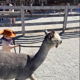 Little Cowboy Leads the Way