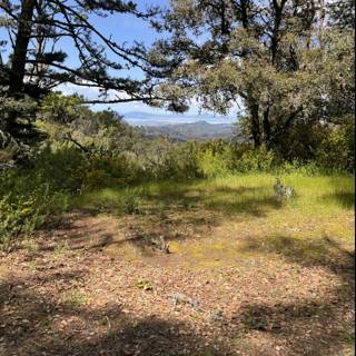 Woodland Serenity in Tilden Park