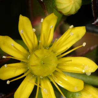Yellow Geranium with Dew Drops
