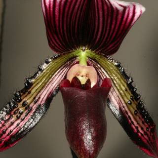 Red and Black Striped Orchid