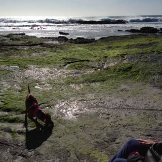 Woman and Dog Enjoying the Wild Scenery at Carmel Beach