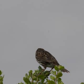 Sparrow's Rest
