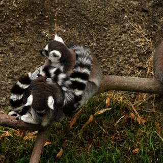 The Lemur Trio of Oakland Zoo