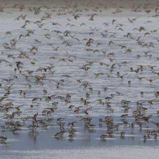 Flight of the Sandpipers