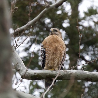Red-shouldered Hawk Perched on Winter Branch