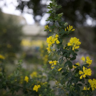 Bright Yellow Crown Vetch Flowers in Soft Focus