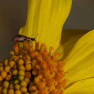 A Bug on a Yellow Daisy Caption: A colorful insect with pollen covered legs perched on a vibrant daisy with a red center.