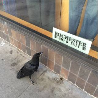 The Blackbird on the Sidewalk