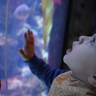 Child's Wonder at Aquarium Jellyfish Display