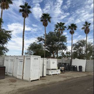 Palms and Preparations