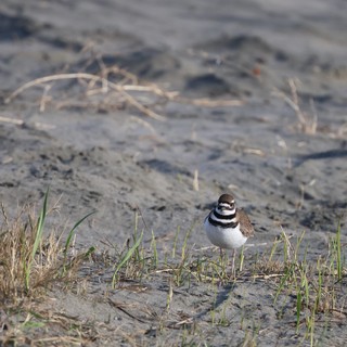Killdeer Shorebird on Muddy Beach at Golden Hour