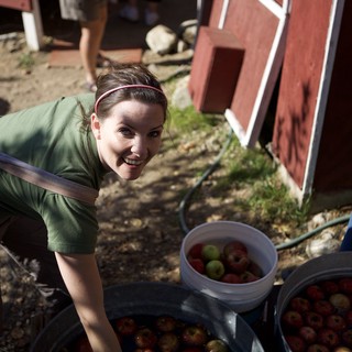 apple-harvest