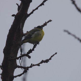Great Tit Perched on Bare Winter Branch