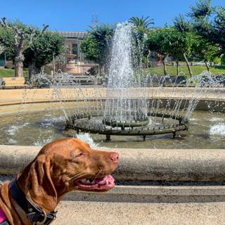 Furry Visitor at the Majestic Fountain