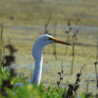 Great Egret Hunting at Wetland Marsh Edge
