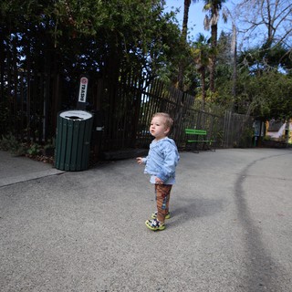 Young Child Exploring Path in Tropical Garden