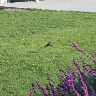 A Bird in the Grass