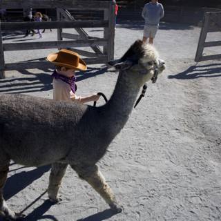 A Day with the Llamas
