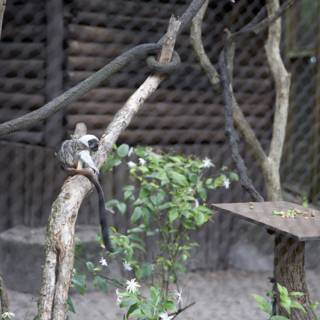 Primate Ponderings in Animal Kingdom