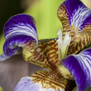 A Vibrant Purple and Yellow Iris