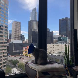 Feline Views of the Urban Jungle