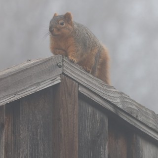 Alert Squirrel Perched on Wooden Fence in Fog