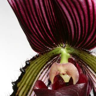 Radiant Purple Orchid