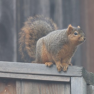 Fox Squirrel Perched on Weathered Wooden Fence