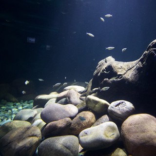 Underwater Freshwater Habitat with River Rocks and Small Fish