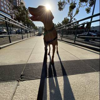 Sunny Dog-walk in the City