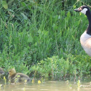 Canada Goose with Goslings at Water's Edge