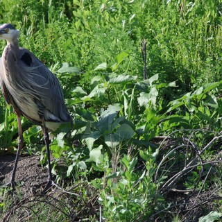 Great Blue Heron Standing Among Lush Wetland Vegetation