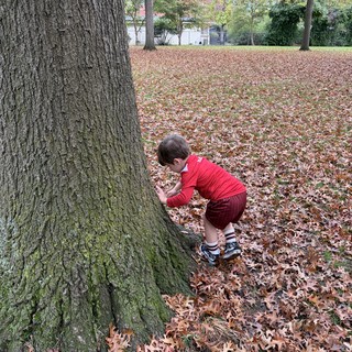 Child Exploring Tree Trunk in Autumn Park