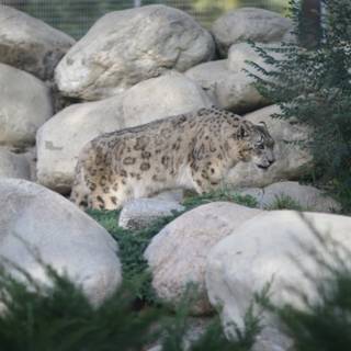 Majestic Snow Leopard Roaming through the Rocks