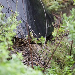 Camouflaged Bird Among Green Shrubs and Twigs