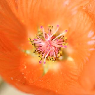 Vibrant Orange Flower