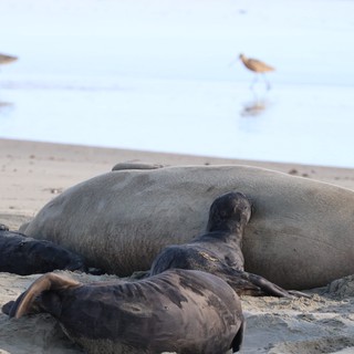 Elephant Seal Family Resting on Drakes Beach