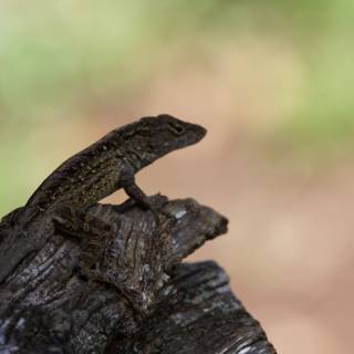 Stealthy Observer: A Gecko at Honolulu Zoo