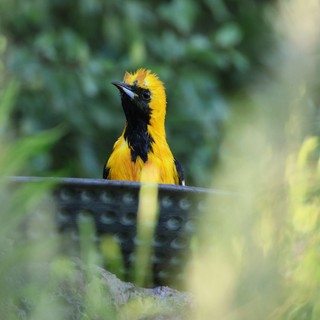 Hooded Oriole Perched Behind Foliage in Natural Habitat