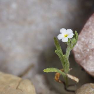 A Delicate Geranium in a Rocky Landscape