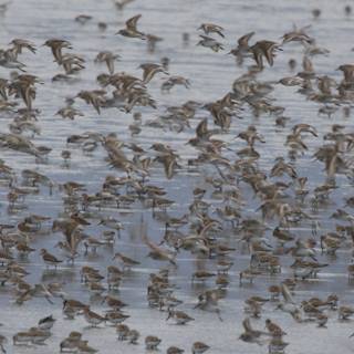 Flight of the Sandpipers