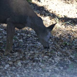 Morning Grazer