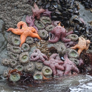 Vibrant Sea Stars and Anemones in Pacific Tide Pools