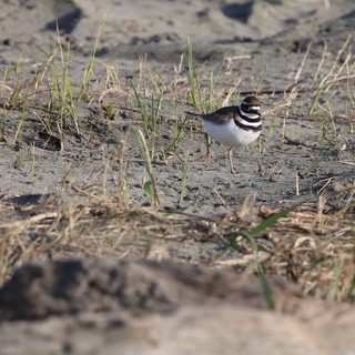 Killdeer Plover on Sandy Beach Habitat
