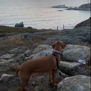 Overlooking the Ocean with my Vizsla