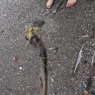 Child Examines Kelp Washed Ashore on Sandy Beach
